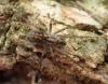 Tegenaria silvestris